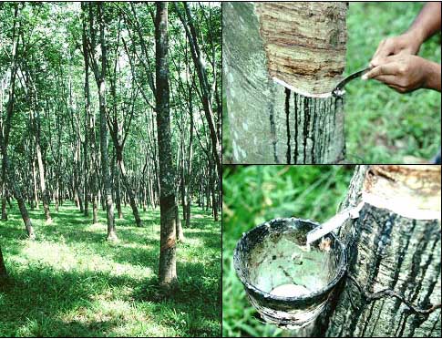 Giá cao su sàn Tocom, giá cao su Thái Lan, giá cao su Thượng Hải, Ngày 29/06/2017 Giá cao su sàn Tocom, giá cao su Thái Lan, giá cao su Thượng Hải, Ngày 29/06/2017