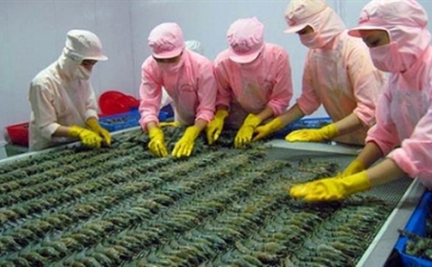 Doanh nghiệp Việt có thể thiệt hại hàng triệu đôla khi Úc cấm nhập tôm Doanh nghiệp Việt có thể thiệt hại hàng triệu đôla khi Úc cấm nhập tôm