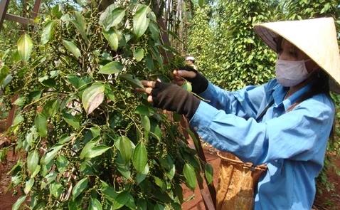 Giá tiêu giảm mạnh nhất 6 năm Giá tiêu giảm mạnh nhất 6 năm